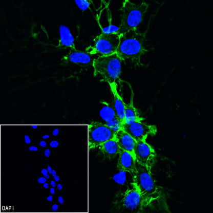 β-actin Rabbit mAb (SDT-R015)