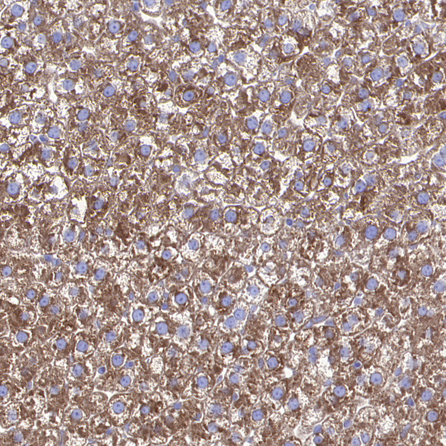 PRSS35 Recombinant Rabbit mAb (S-3769-241)