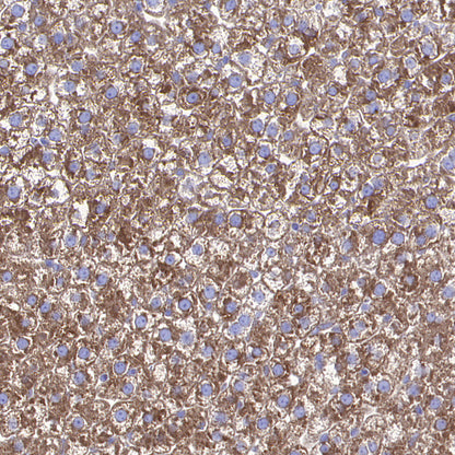 PRSS35 Recombinant Rabbit mAb (S-3769-241)