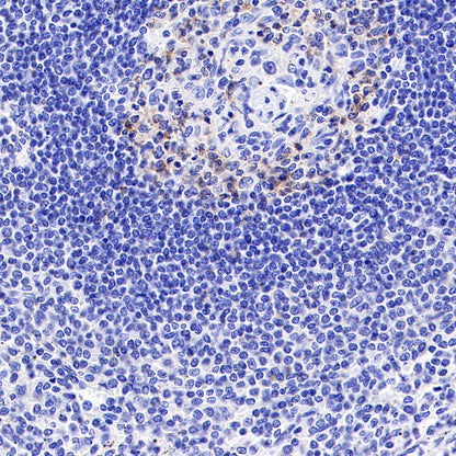 S-RMab® PD-1 Recombinant Mouse mAb,PBS Only (SDT-R143)