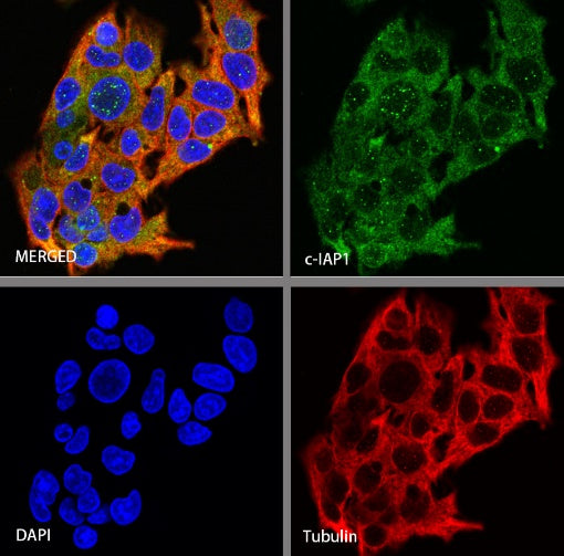 c-IAP1 Recombinant Rabbit mAb (S-1128-137)