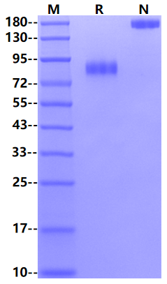 MICA Fc Chimera Protein, Human