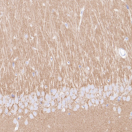 SV2A Recombinant Rabbit mAb (S-2096-2)