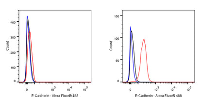 S-RMab® E-Cadherin Recombinant Rabbit mAb (SDT-438-5)