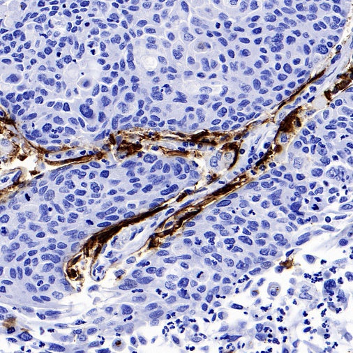 AQP4 Recombinant Rabbit mAb (S-1609-62)