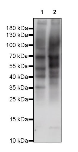 O-Linked N-Acetylglucosamine Rabbit mAb (S-R256)