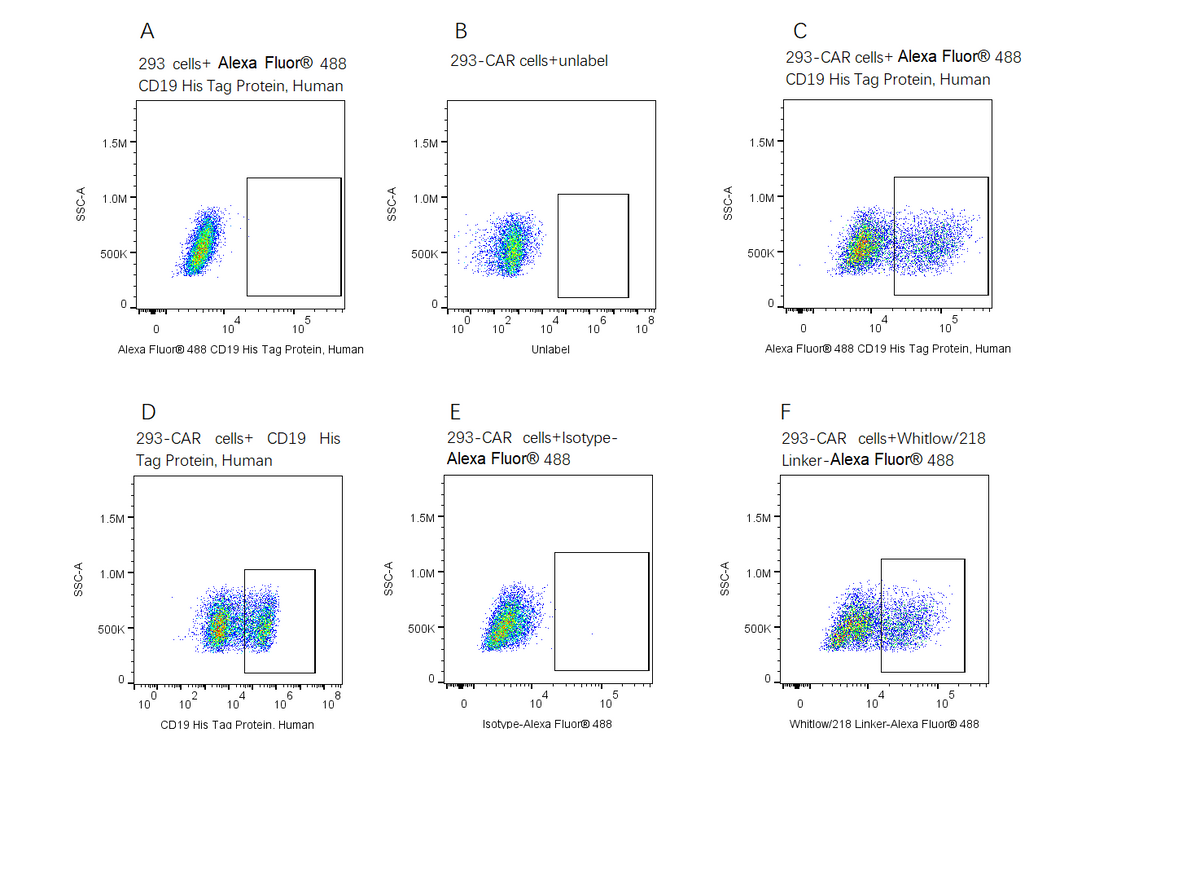 Alexa Fluor 488-Labeled CD19 His Tag Protein, Human