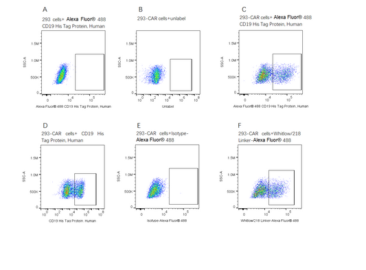 Alexa Fluor 488-Labeled CD19 His Tag Protein, Human