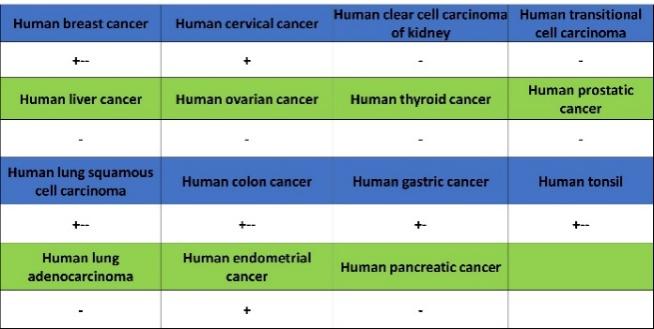 TNFRSF17/BCMA Recombinant Rabbit mAb (S-4674)