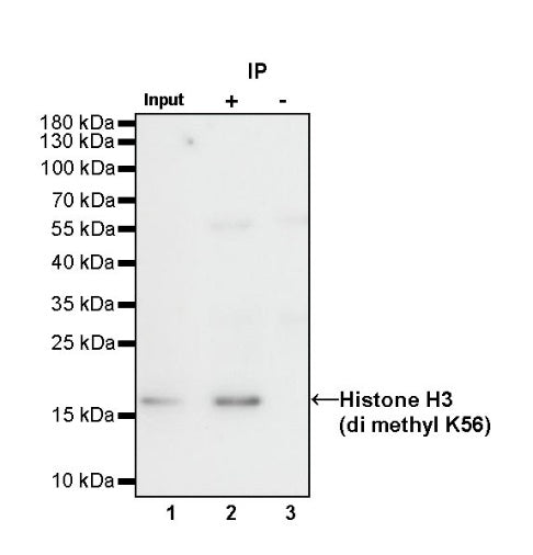 Histone H3 (di methyl K56) Recombinant Rabbit mAb (S-R427)