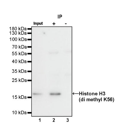 Histone H3 (di methyl K56) Recombinant Rabbit mAb (S-R427)