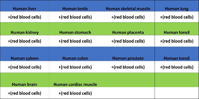Glycophorin A Recombinant Rabbit mAb (SDT-3349)