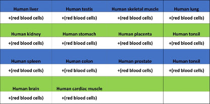 Glycophorin A Recombinant Rabbit mAb (SDT-3349)