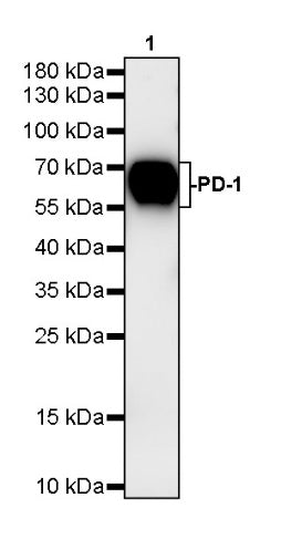 Rat Anti-Mouse PD-1 (CD279) Antibody (S-R496)