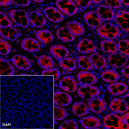 Villin Recombinant Rabbit mAb (Alexa Fluor® 555 Conjugate) (SDT-039-78)