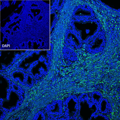 Smooth Muscle Myosin Heavy Chain (SMMHC) Recombinant Rabbit mAb (SDT-R089)