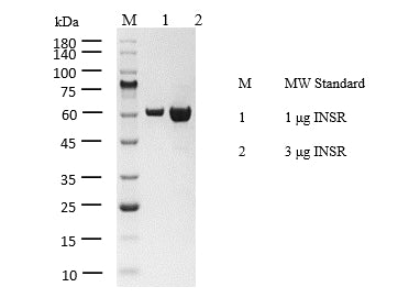 INSR Protein
