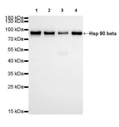 Hsp90 beta Recombinant Rabbit mAb (SDT-R033)