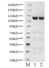 NEDD4L His Tag Protein, Human