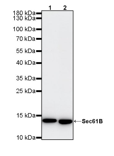 Sec61B Recombinant Rabbit mAb (S-4499-3)