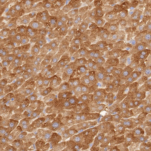 Glutathione Peroxidase 1 Recombinant Rabbit mAb (S-1714-17)