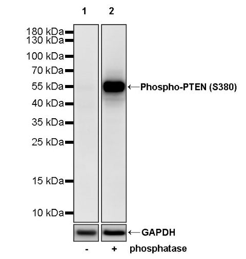 Phospho-PTEN (S380) Recombinant Rabbit mAb (S-1165-163)