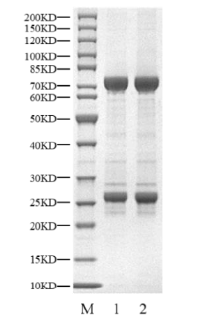 USP9X Protein