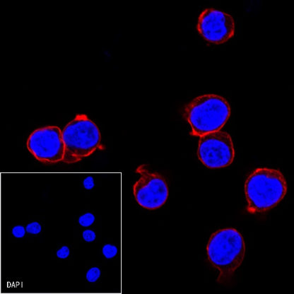 CD45 Recombinant Rabbit mAb (Alexa Fluor® 555 Conjugate) (S-R035)