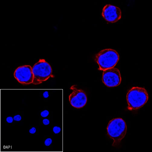 CD45 Recombinant Rabbit mAb (Alexa Fluor® 555 Conjugate) (S-R035)