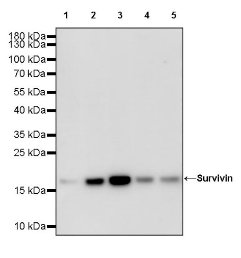 Survivin Recombinant Rabbit mAb (S-2334-26)