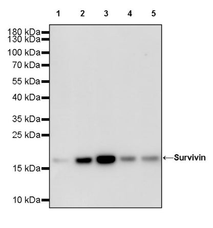 Survivin Recombinant Rabbit mAb (S-2334-26)