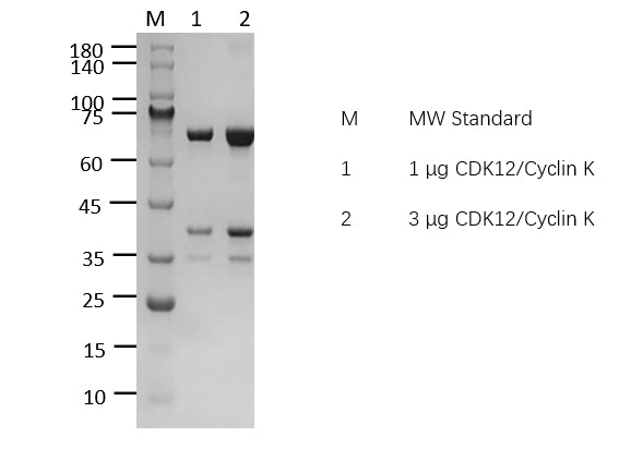 CDK12/Cyclin K Protein