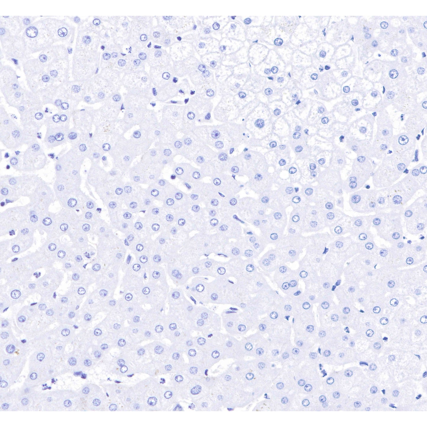 Product image media