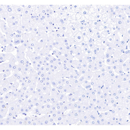 Product image media