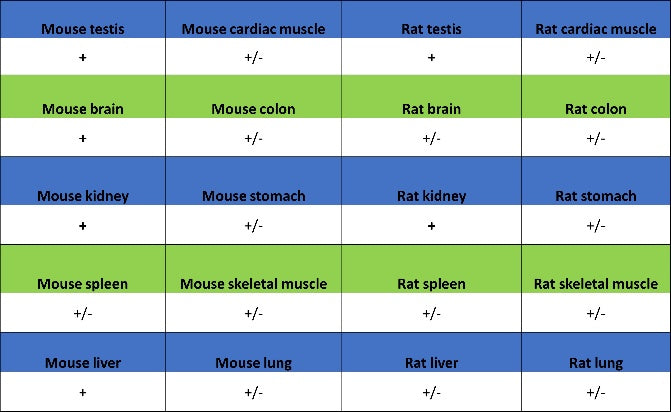 FDX1 Recombinant Rabbit mAb (S-3587-58)