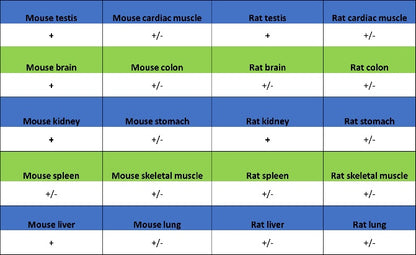 FDX1 Recombinant Rabbit mAb (S-3587-58)