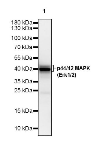 p44/42 MAPK (Erk1/2) Recombinant Rabbit mAb (S-3600)