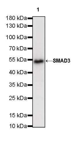 SMAD3 Recombinant Rabbit mAb (S-517-122)