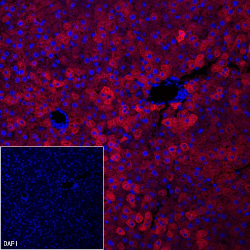 FASN Recombinant Rabbit mAb (PE Conjugate) (S-682-32)