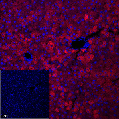 FASN Recombinant Rabbit mAb (PE Conjugate) (S-682-32)