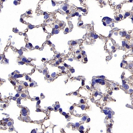 VE-Cadherin Recombinant Rabbit mAb (S-1291-239)