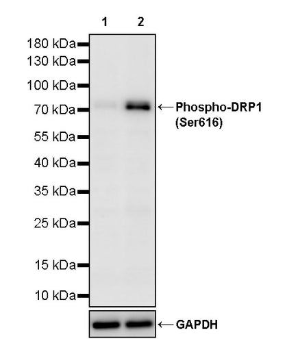 Phospho-DRP1 (Ser616) Recombinant Rabbit mAb (S-4221)