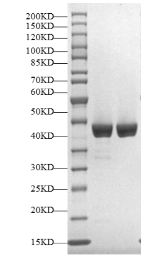 USP7 Protein