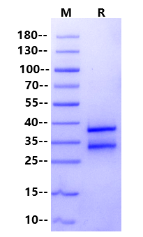 Biotinylated CD8 alpha&beta(CD8A&CD8B) Heterodimer,His,Avi Tag&Tag Free Protein, Cynomolgus
