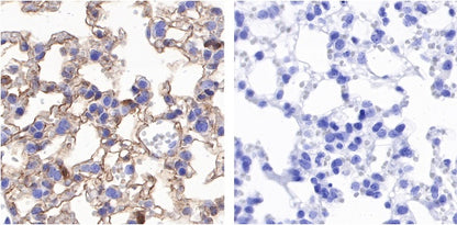 Phosphotyrosine Rabbit mAb (S-R207)