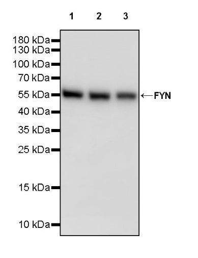 FYN Recombinant Rabbit mAb (S-2157-52)