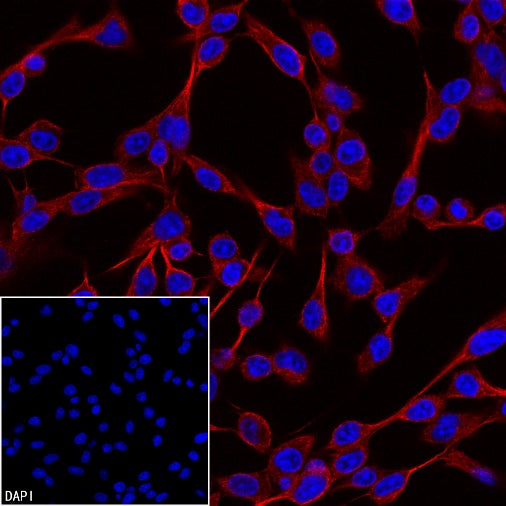 Anti-Biotin Recombinant Rabbit mAb (PE Conjugate) (S-3083)