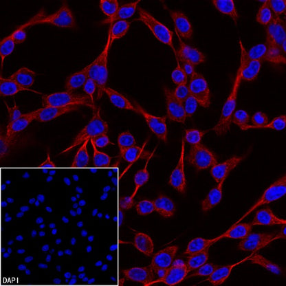 Anti-Biotin Recombinant Rabbit mAb (PE Conjugate) (S-3083)