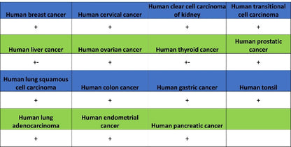 4E-BP1 Recombinant Rabbit mAb (S-1654-47)