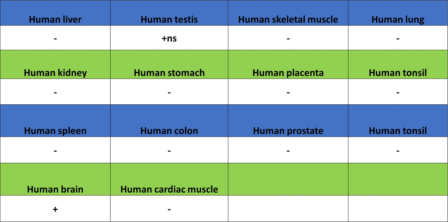 SV2A Recombinant Rabbit mAb (S-4049-16)